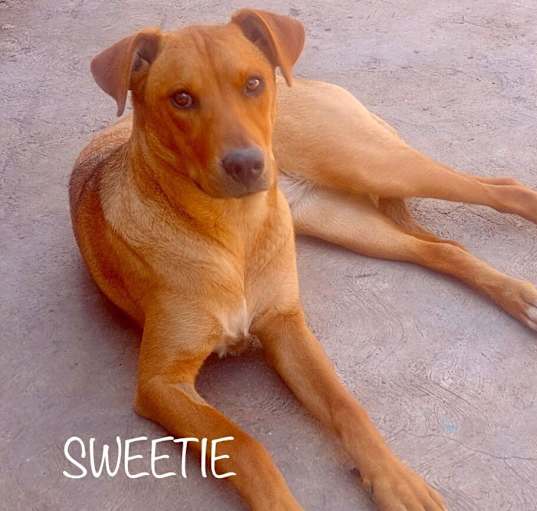 Photo of Sweetie