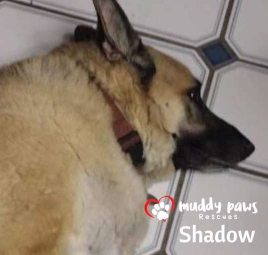 Photo of Shadow (Courtesy Post)