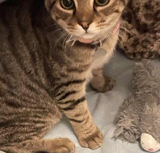 Photo of Ajax