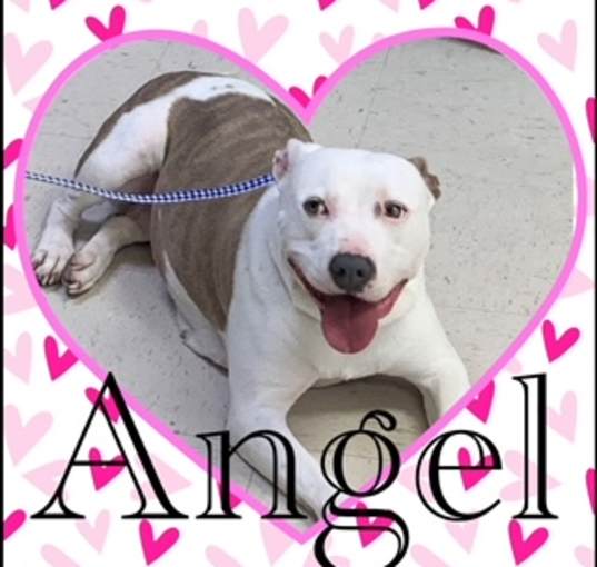 Photo of Angel