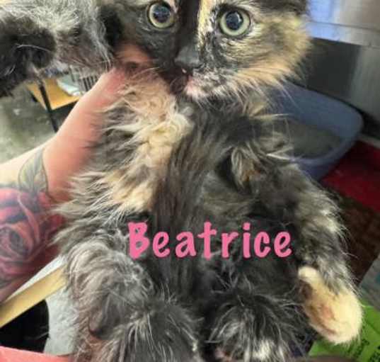 Photo of Beatrice