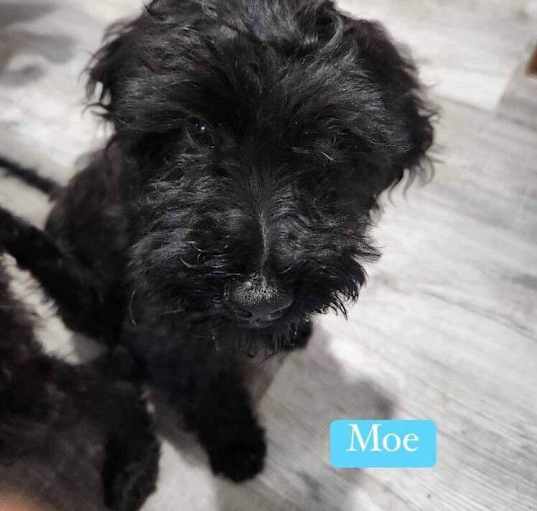 Photo of Moe