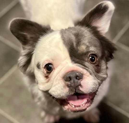 Photo of Swaby Pinky FLUFFY FRENCHIE IN FOSTER & GREAT WITH KIDS!