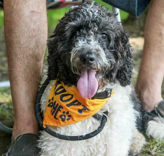 Photo of Banfid Banjo IN FOSTER & HOUSE TRAINED!