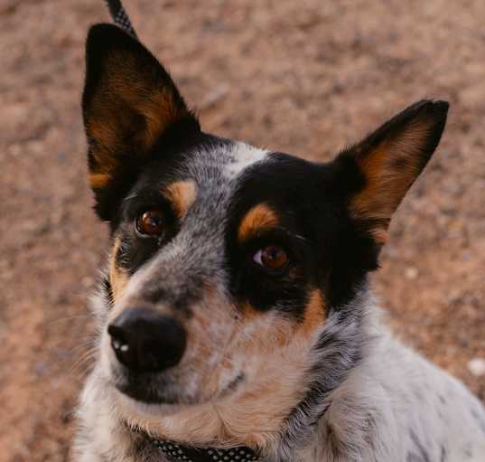 Photo of Harlow