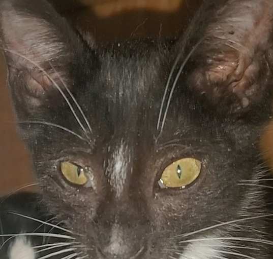 Photo of Samwise