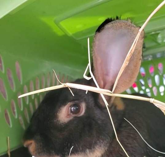 Photo of Ted Bunny