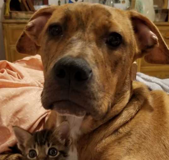 Photo of Scrappy-Doo