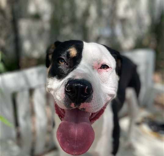 Photo of Rex