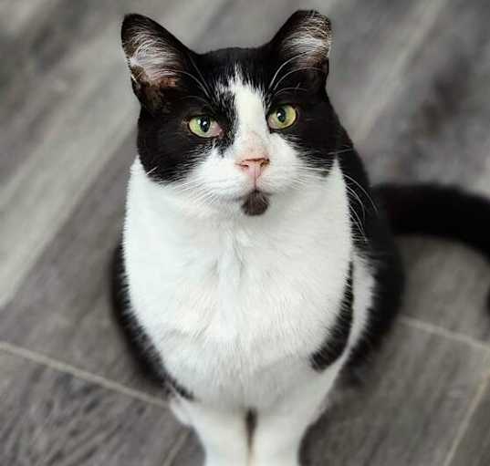 Photo of Kitten Kaboodle