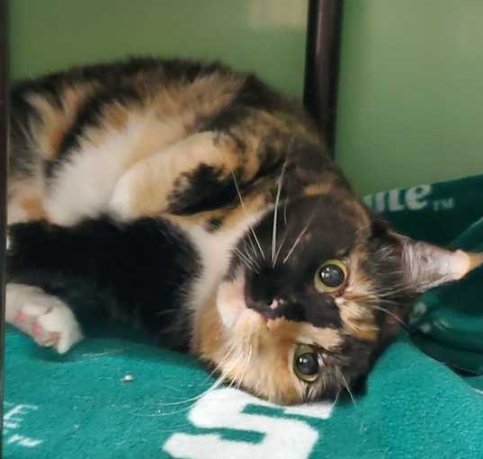 Photo of Luna