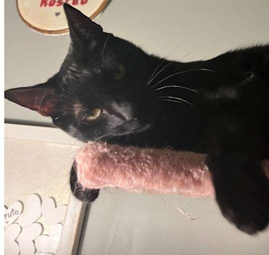 Photo of Boo