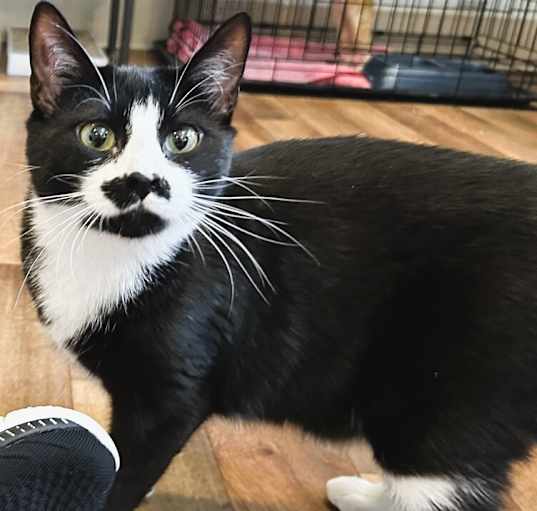 Photo of Mittens