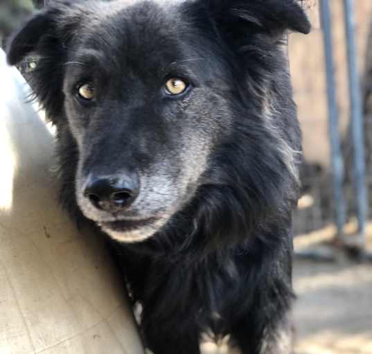 Photo of Rambo