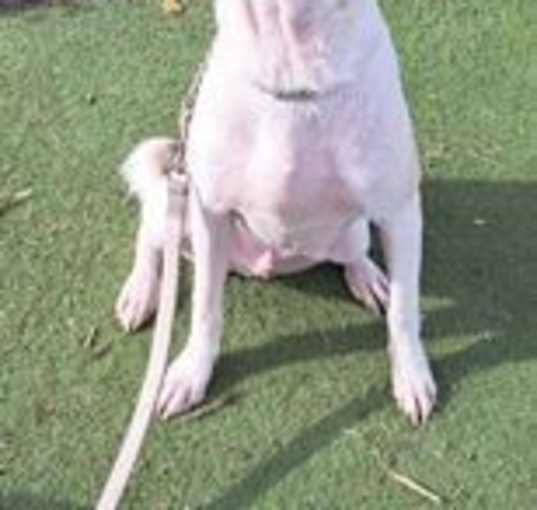 Photo of Griffin