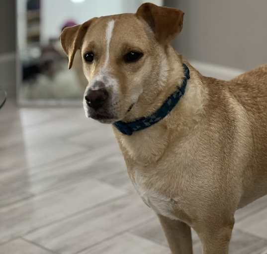 Photo of Riley