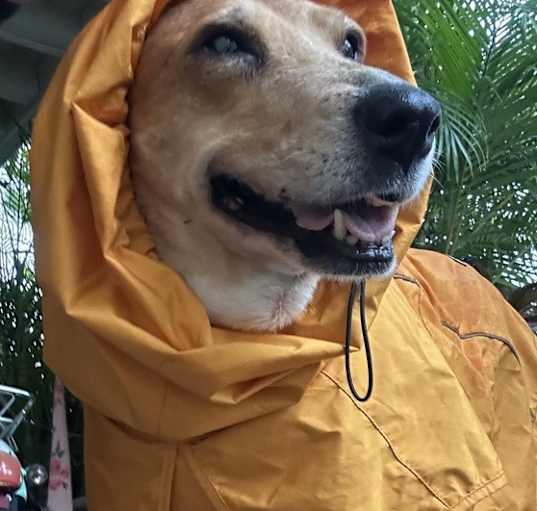 Photo of Rosie