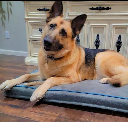 Photo of Ginger