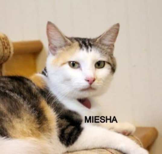 Photo of MEISHA