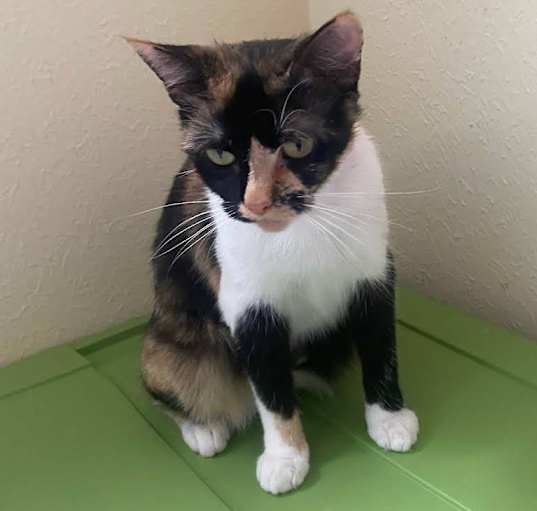 Photo of Pepper