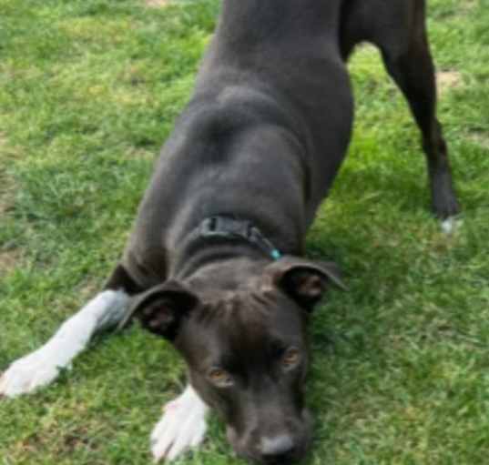 Photo of Missy