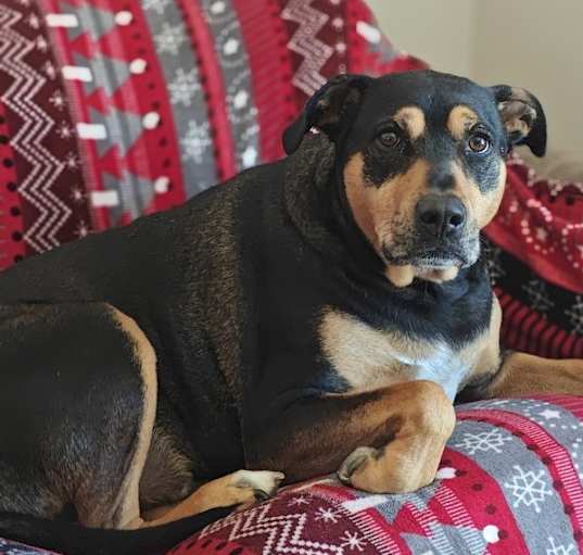 Photo of Cosmo