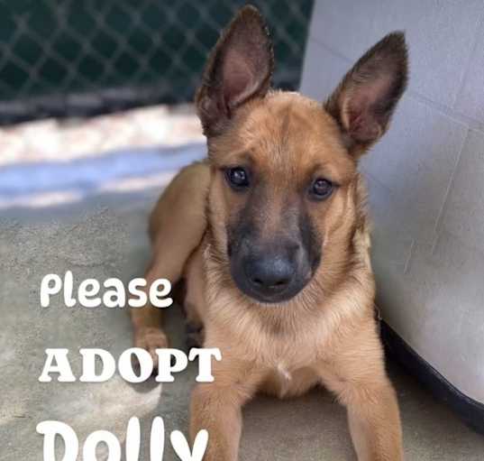 Photo of Dolly2