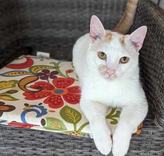 Photo of Linus