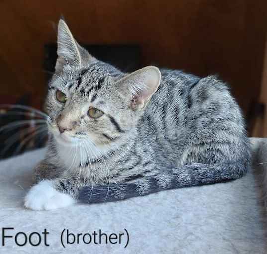 Photo of Greyfoot