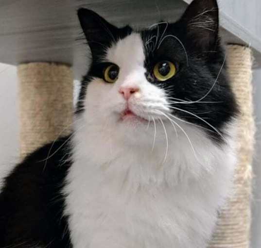 Photo of Humphrey