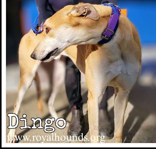 Photo of Dingo