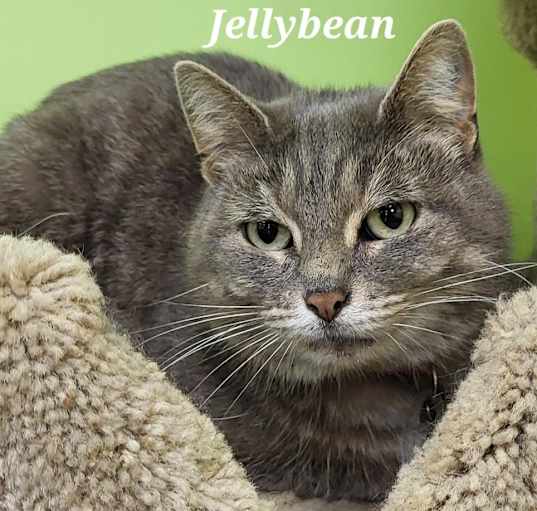 Photo of Jellybean