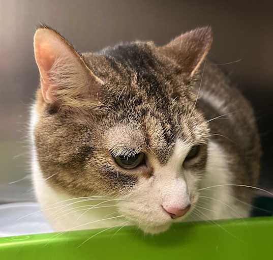 Photo of Kiki
