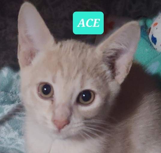 Photo of ACE