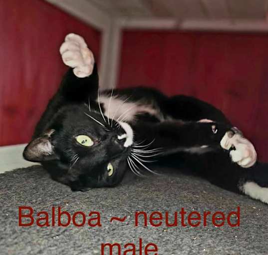 Photo of Balboa