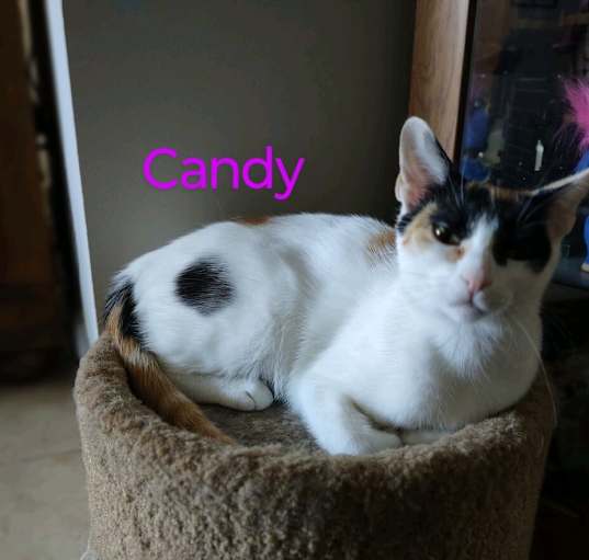 Photo of Candy