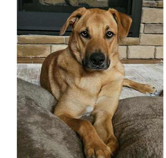 Photo of Deputy Dawgs: Lily (CP)