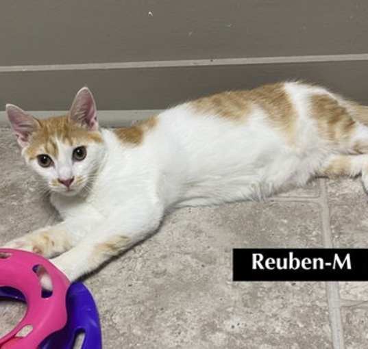 Photo of CAT-B5M REUBEN