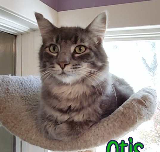 Photo of Otis (Bay Bridge #2)