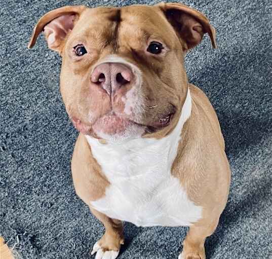 Photo of Jasper - *WUGGIE WOO* NEEDS IMMED FOSTER