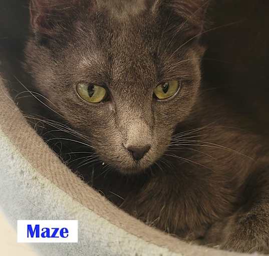 Photo of Maze