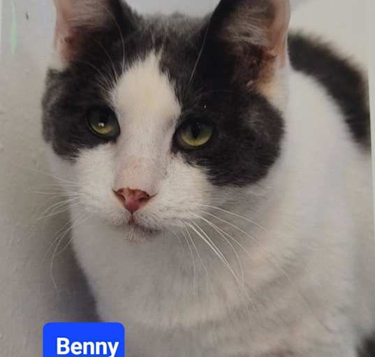 Photo of Benny