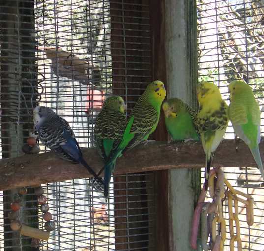 Photo of Many Birds for adoption
