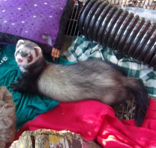 Photo of Ferrets