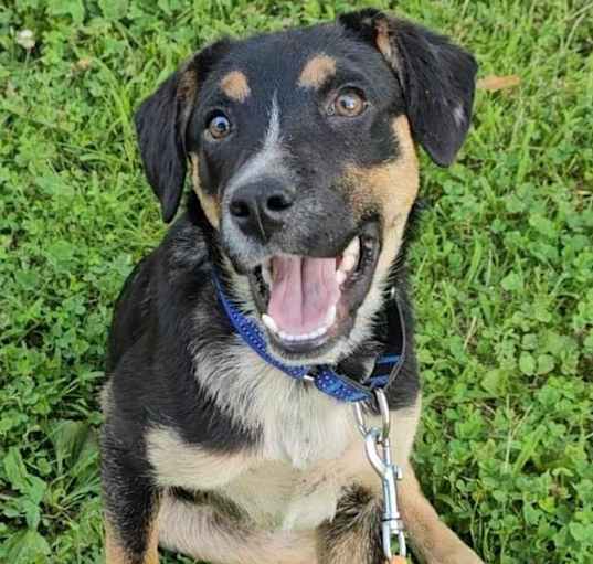 Photo of Brownie
