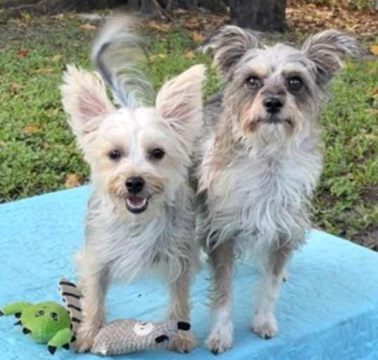 Photo of Bella & Cookie