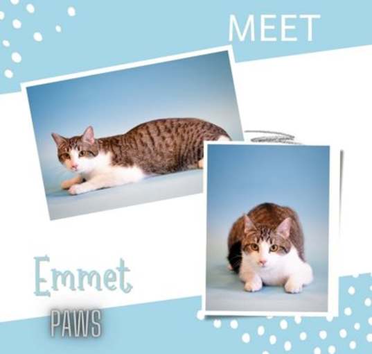 Photo of Emmet