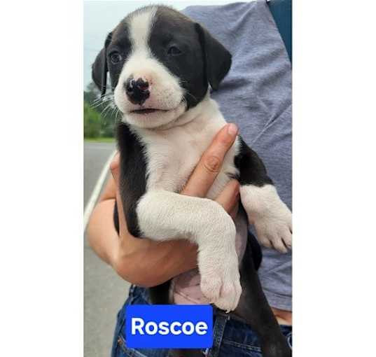 Photo of Doyline 10 Roscoe