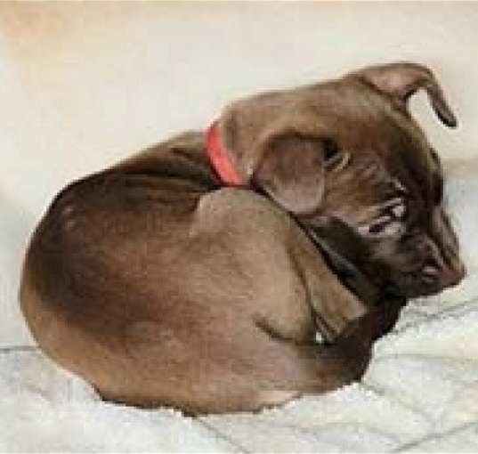 Photo of Cinnamon/ Penny