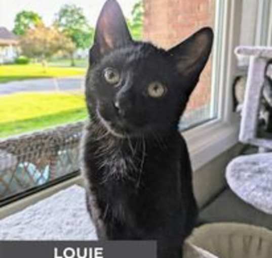 Photo of Louie